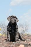 CANE CORSO 292